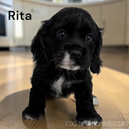puppy, for, sale, Cocker Spaniel, Joe & Cherri  Overlease, dog, breeder, Miller, MO, dog-breeder, puppy-for-sale, forsale, nearby, find, puppyfind, locator, puppylocator, aca
